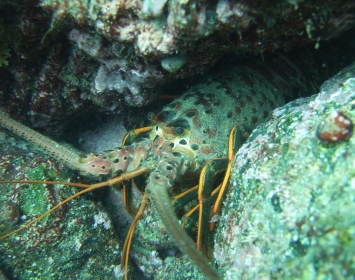 Santa Monica Pier Aquarium Spiny Lobster